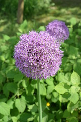 Kwitnący czosnek ozdobny odmiany Gladiator