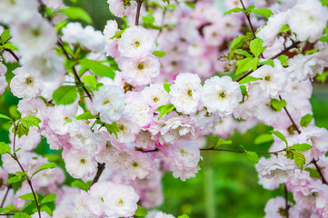 Decorative flowering almond or flowering plum (Prunus triloba) in bloom. Rose Tree of China. Terry form. Tree branches covered with many pink double flowers