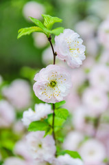 Decorative almonds (Prunus dulcis) in bloom. Terry form. Tree branches covered with many pink double flowers
