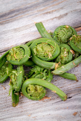 fresh edible fiddlehead fern