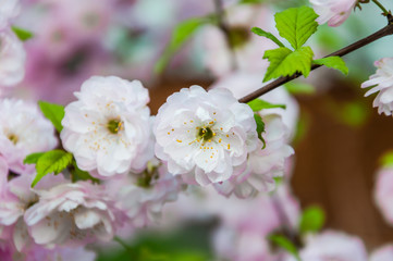 Decorative flowering almond or flowering plum (Prunus triloba) in bloom. Rose Tree of China. Terry form. Tree branches covered with many pink double flowers