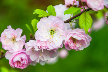 Decorative flowering almond or flowering plum (Prunus triloba) in bloom. Rose Tree of China. Terry form. Tree branches covered with many pink double flowers