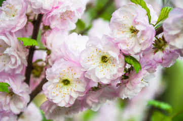 Decorative flowering almond or flowering plum (Prunus triloba) in bloom. Rose Tree of China. Terry form. Tree branches covered with many pink double flowers