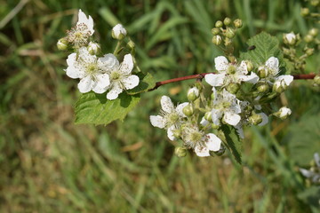 Kwitnąca gałązka jeżyny blackberry flowers