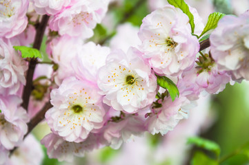 Decorative almonds (Prunus dulcis) in bloom. Terry form. Tree branches covered with many pink double flowers