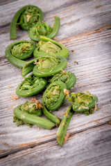 fresh edible fiddlehead fern