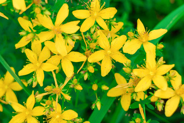 Hypericum perforatum flowers close-up (Yellow St. John's Wort). - obrazy, fototapety, plakaty