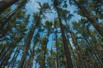 Tree tops in an Ohio Pine Forest
