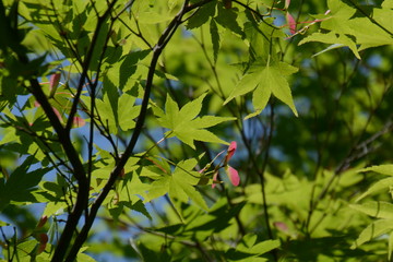 Samara of Acer palmatum