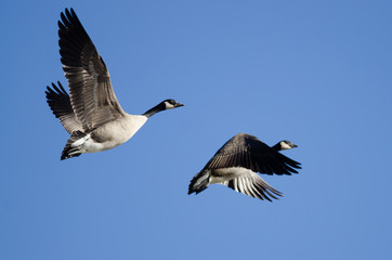 Obraz premium Two Canada Geese Flying in a Blue Sky