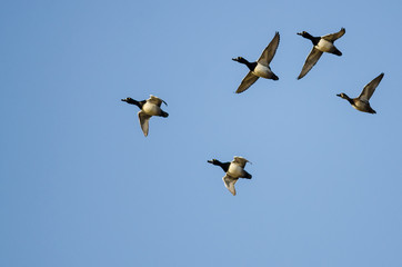 Flock of Ring-Necked Ducks Flying in a Blue Sky