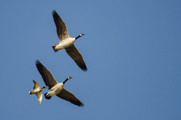 Two Canada Geese Flying With a Mallard Duck in a Blue Sky