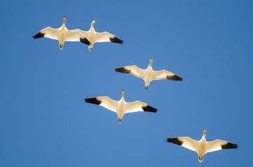 Small Flock of Snow Geese Flying in a Blue Sky