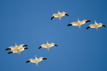 Obraz premium Small Flock of Snow Geese Flying in a Blue Sky