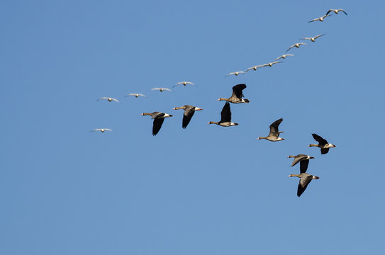 Greater White-Fronted Geese Flying Among the Snow Geese