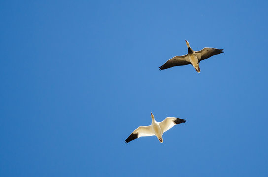 Blue Goose Flying with Snow Goose in a Blue Sky