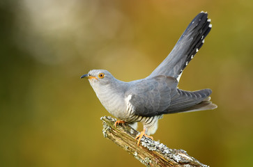 Common cuckoo (Cuculus canorus)