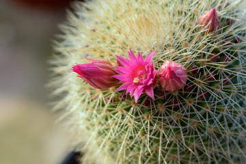 blooming flowers of cactus