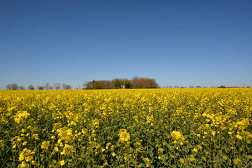 Rapsfeld am Hochuferweg von Juliusruh, Drewoldke nach Vitt