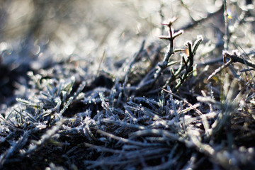 Frozen plant covered by snow and ice in winter. bariloche - Argentina