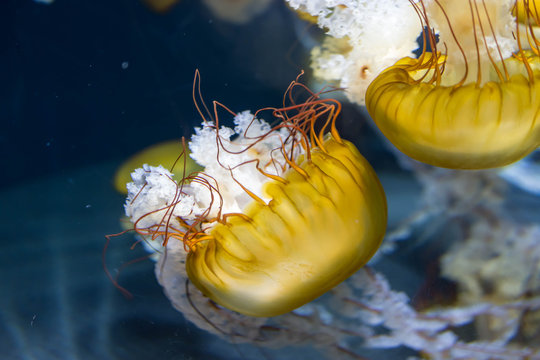 Background image of Chrysaora fuscescens macro close up shot. The Pacific sea nettle (Chrysaora fuscescens), or West Coast sea nettle, is a common free-floating scyphozoan 