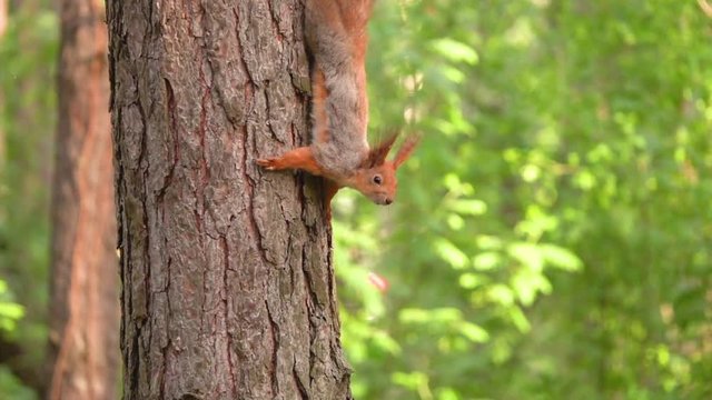 The squirrel in the forest climbs down the trunk of the tree and stops to look at the camera in slow motion