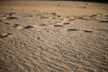 Seagull Feet Marks in the Sand