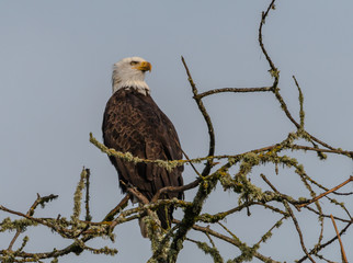 Bald Eagle 