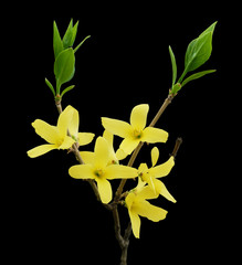 Blooming forsythia branch isolated on a black background.