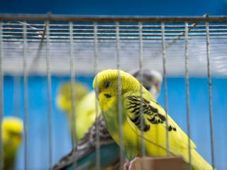 yellow and black colored budgerigar in a cage