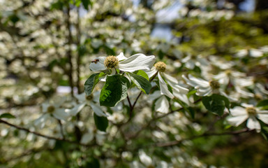 Obraz premium Flower with insect