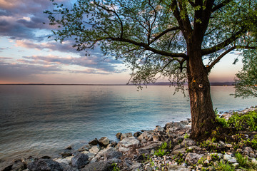 Fototapeta na wymiar epic view on Lake Constance during sunset, tree in the forground, coloured sky