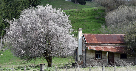 Old derelict house with a flowering cherry in full bloom