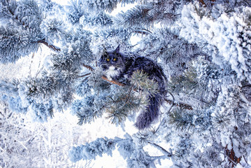 A very nice wild red and white maine coon cat sitting on the pine tree in the winter snowy forest.