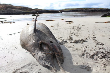 Dolphin dead seaside rotting