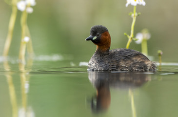 Little grebe (Tachybaptus ruficollis)