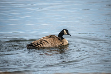 Isolated Canada Goose