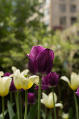 Purple Tulip in the City