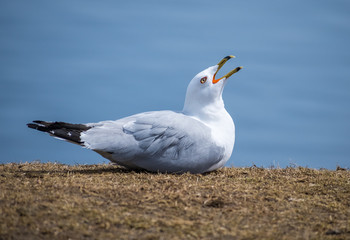 Gull Looking Up With Mouth Open