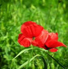 Obraz premium Field of poppies