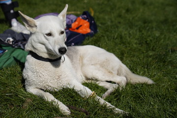  White husky half-breed dog relaxing at the park on a sunny day