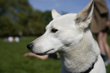  White husky half-breed dog relaxing at the park on a sunny day
