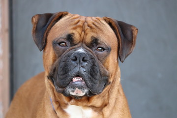 Boxer Dog