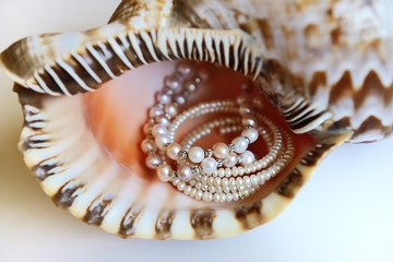 pearl necklace and bracelet in a giant horn shell