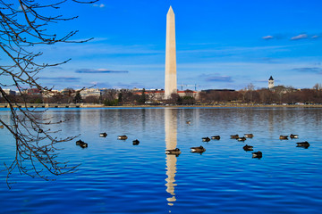 Flocks of geese floating around reflection of the Washington Monument in Washington, D.C. during spring. 
