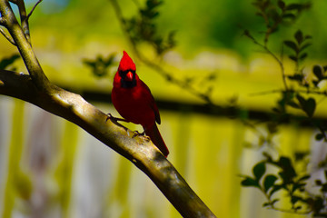 Cardinal Red Bird