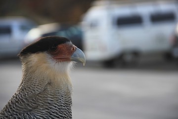 aves