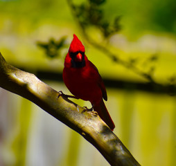 Cardinal Red Bird Close Up