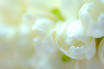 Beautiful many Jasmine flower on white background,select focus.