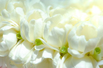 Beautiful many Jasmine flower on white background,select focus.